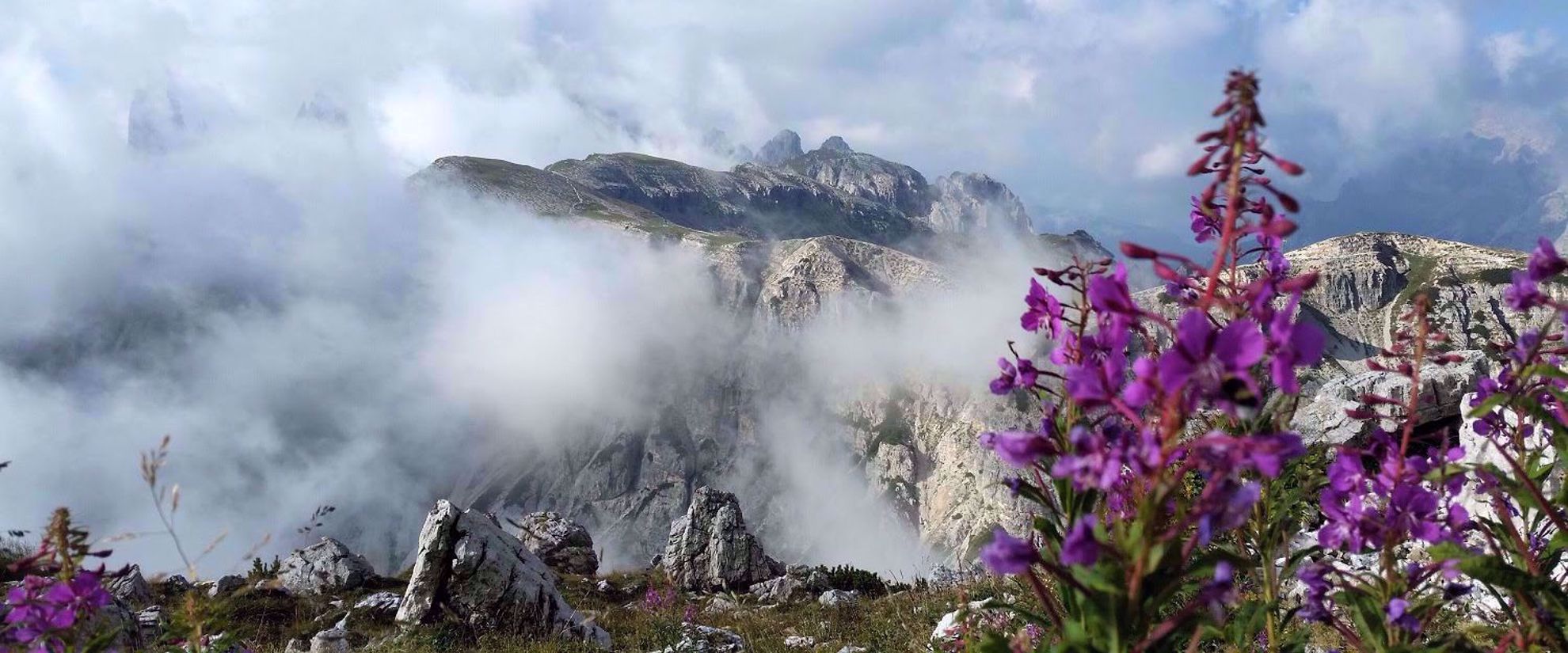 Picture of Hiking Italy's Northern Alps purple wildflowers in italian alps on foggy day