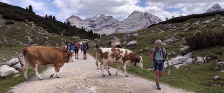 cows in northern italian alps