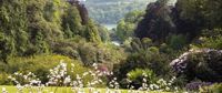 Trebah Gardens Trebah Gardens