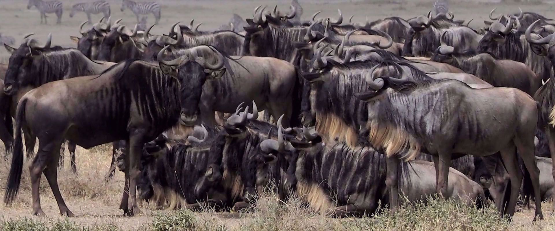 herd of wild Wildebeest in tanzania
