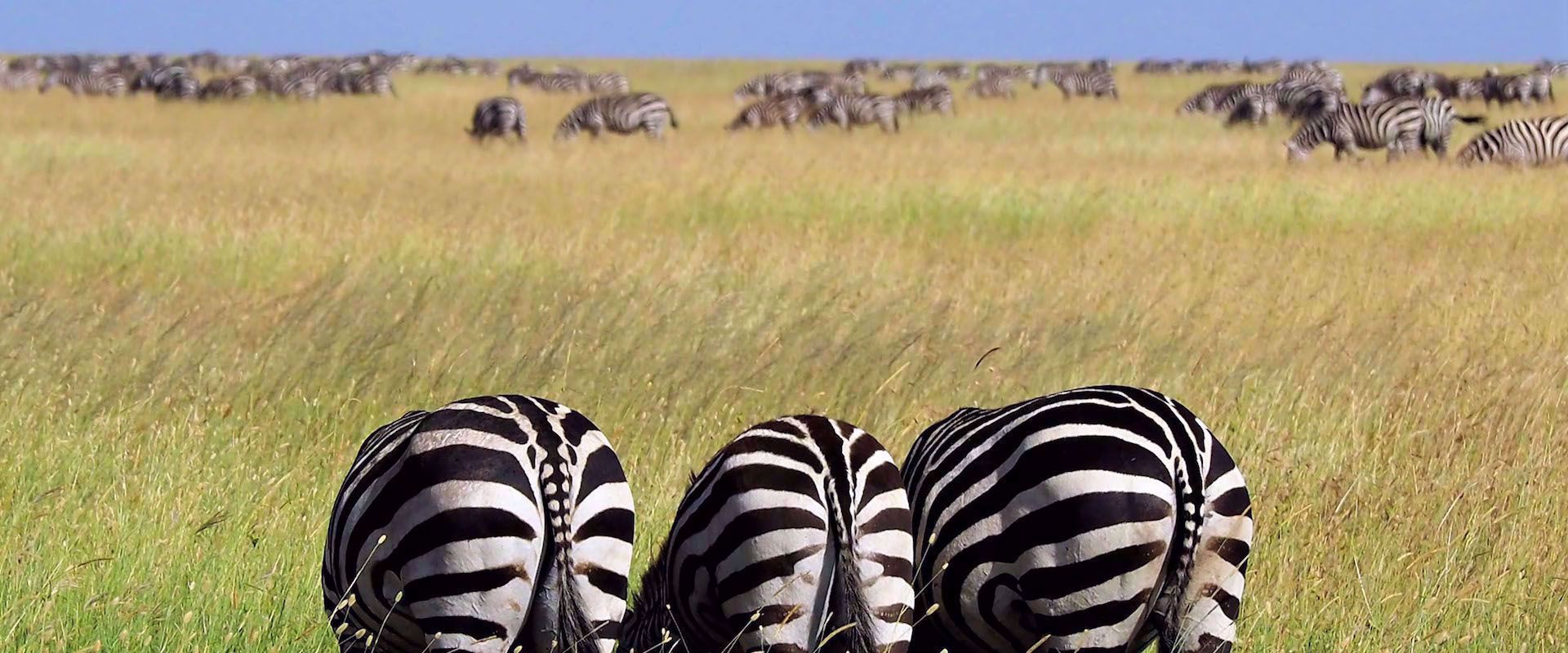 zebras grazing in grass field in tanzania