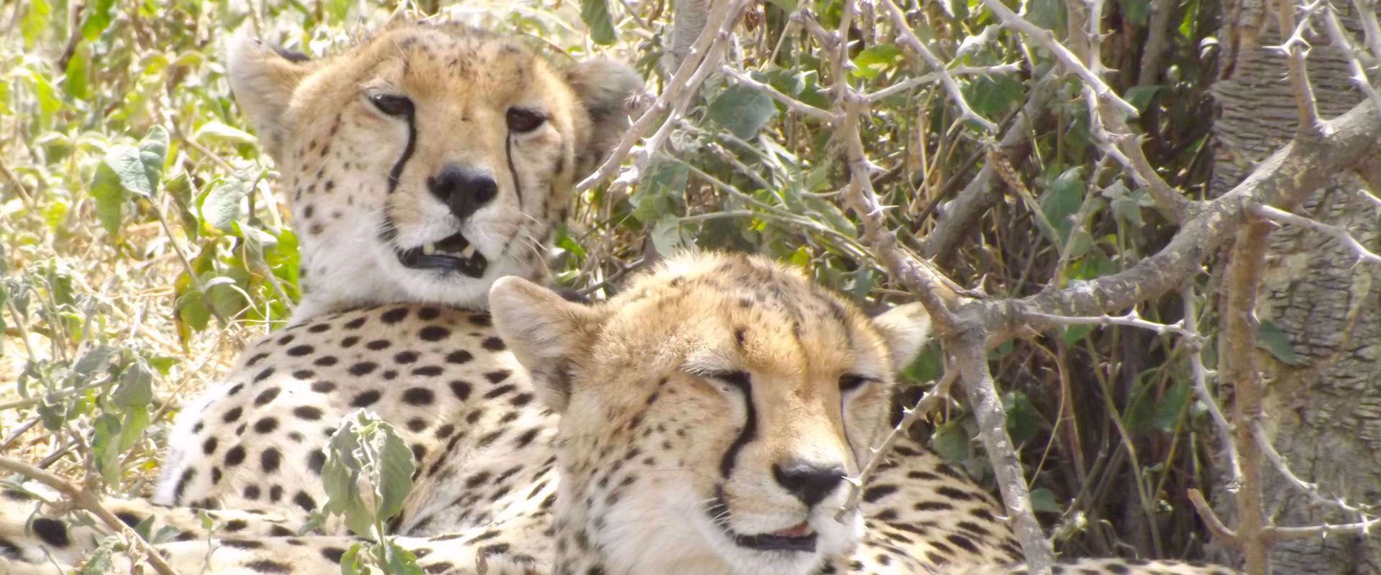 Cheetahs relaxing in sun