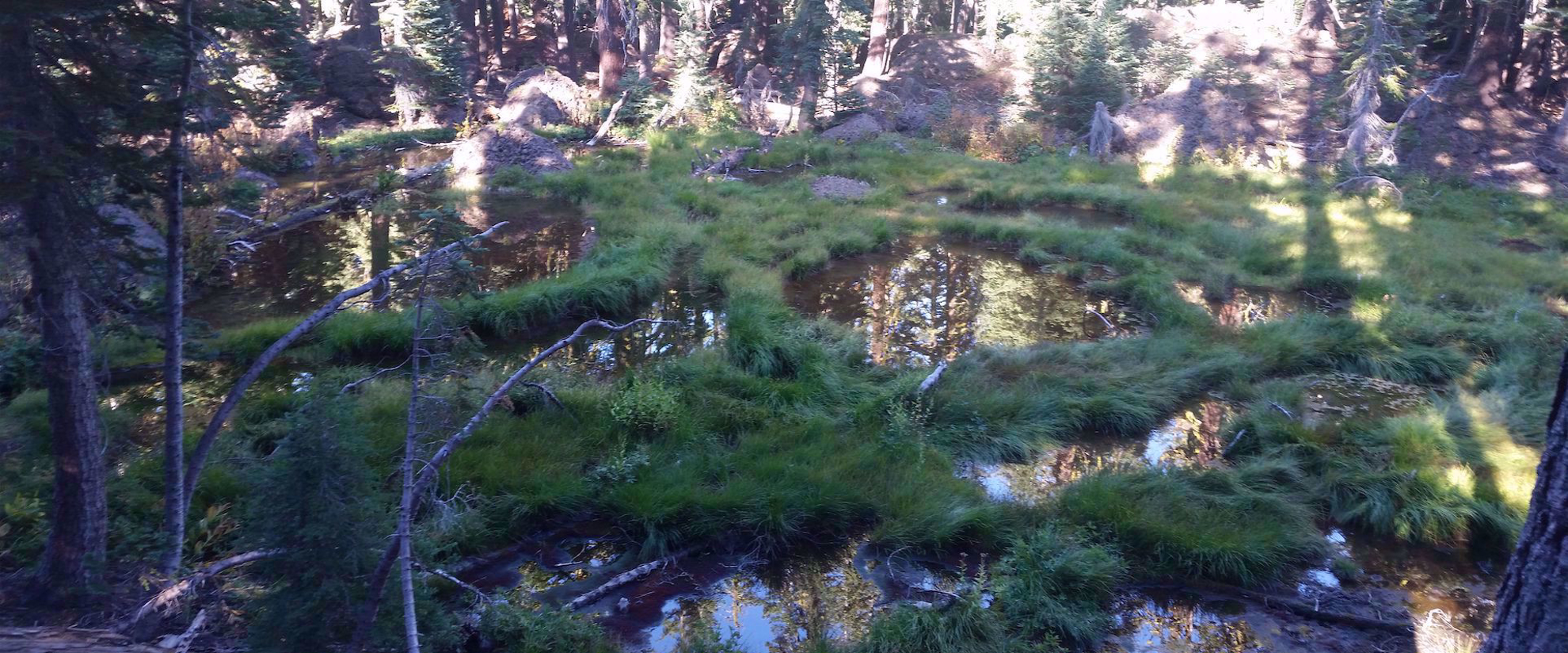 beautiful green forest in northern california