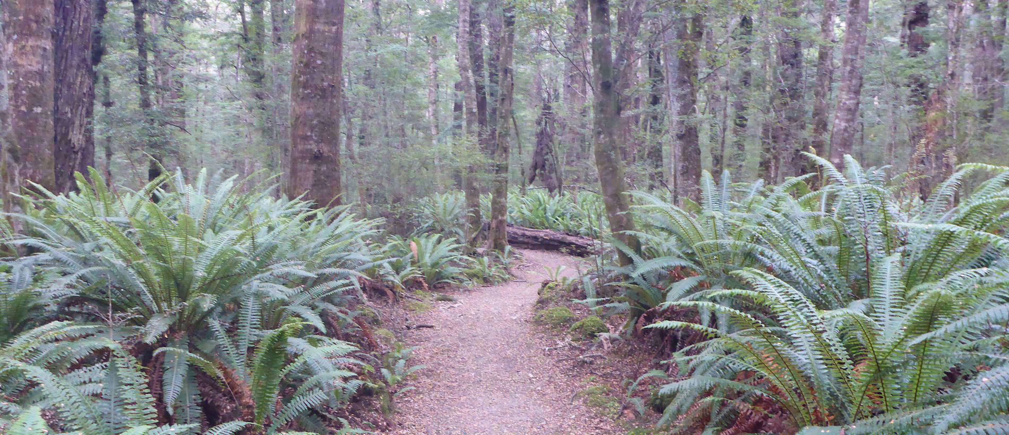 ferns lining trail in northern california