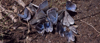 blue butterflies in northern california