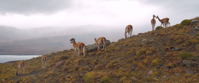 nine Guanacos grazing on hillside