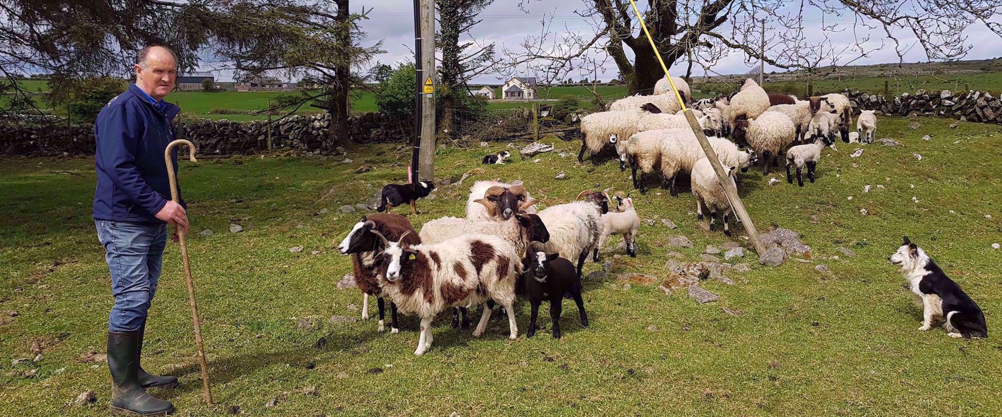 Sheepdog demonstration in Ireland