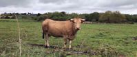 I am smiling! Bull in field near camino de santiago