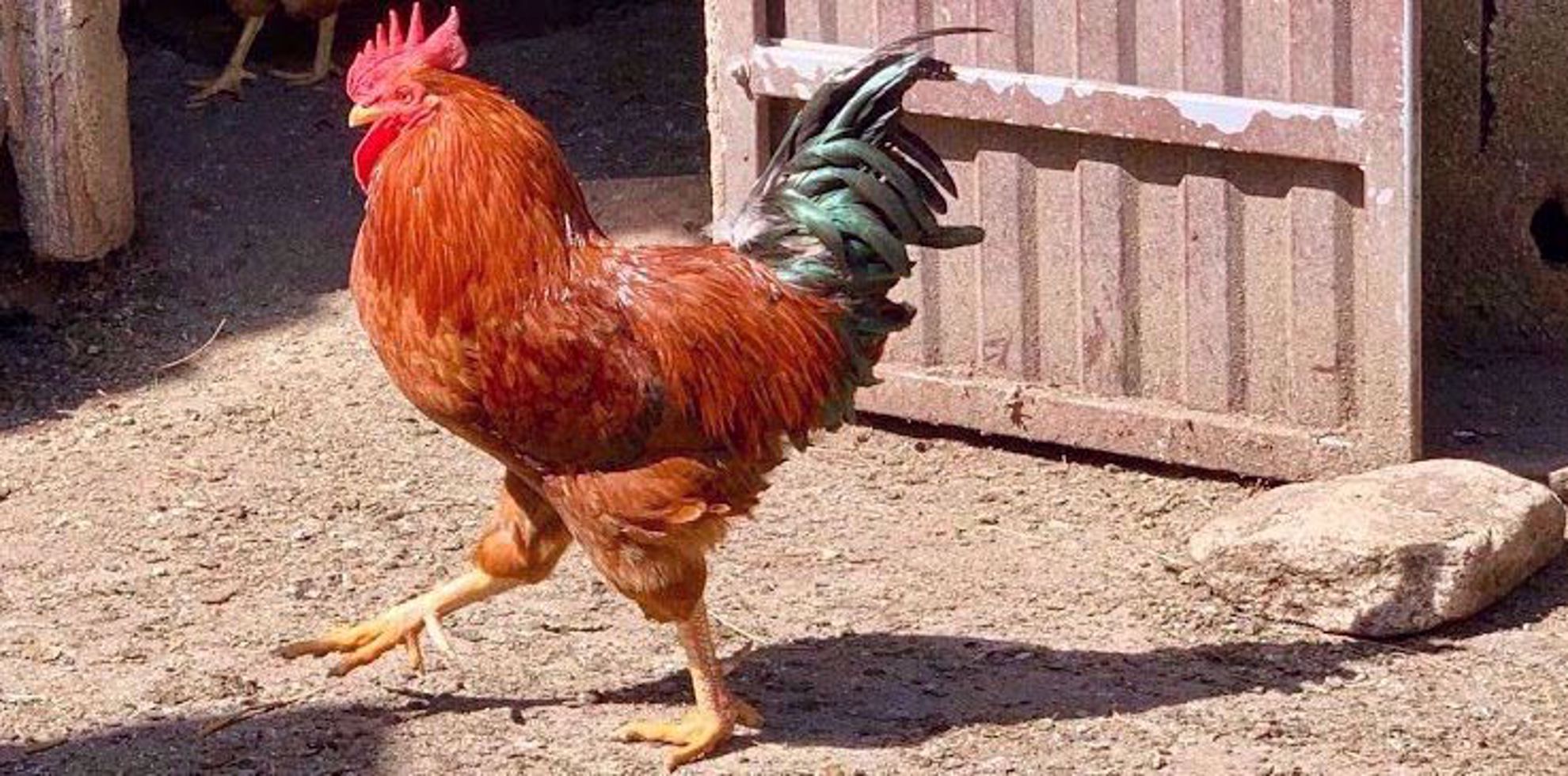 Strutting along the Camino Rooster walking by camino de santiago