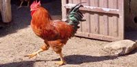 Strutting along the Camino Rooster walking by camino de santiago