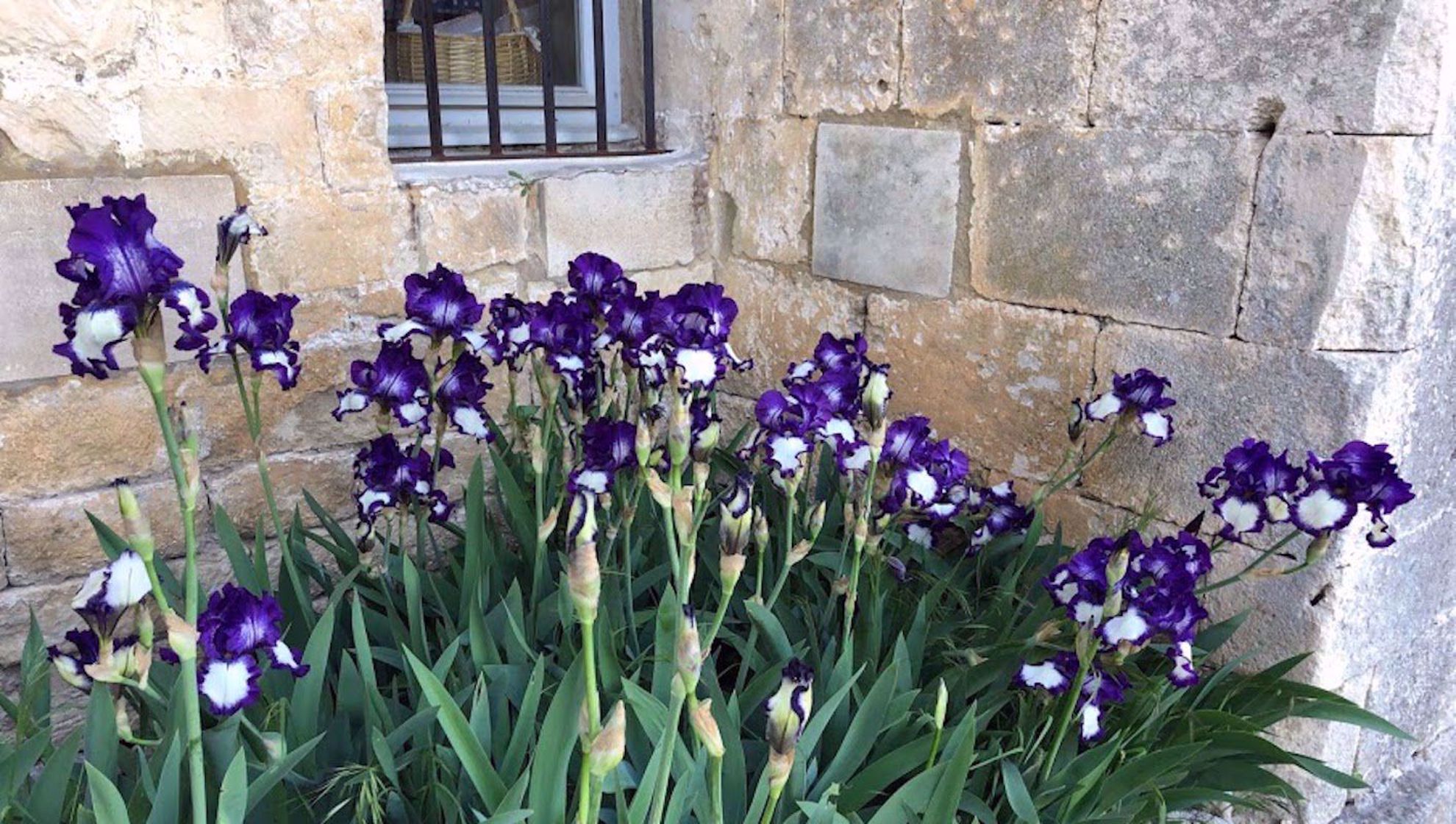 Picture of Colors of Provence Picture of Colors of Provence