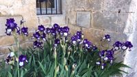 Picture of Colors of Provence Picture of Colors of Provence