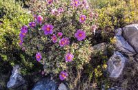 Picture of Colors of Provence Picture of Colors of Provence