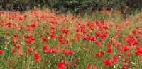 Picture of Colors of Provence Picture of Colors of Provence