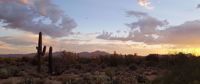 Saguaro cactus in the Sonoran Desert at sunset Saguaro cactus in the Sonoran Desert at sunset