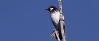 Acorn woodpecker in the Sonoran Desert Acorn woodpecker in the Sonoran Desert