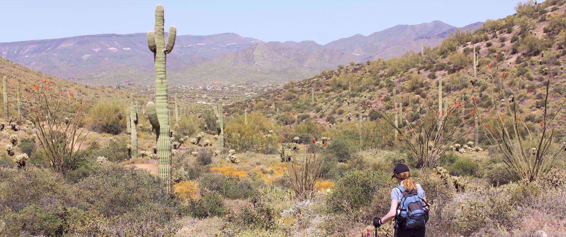 Woman hiking in the Sonoran Desert near Tucson Woman hiking near A Saguaro cactus in the Sonoran Desert near Tucson