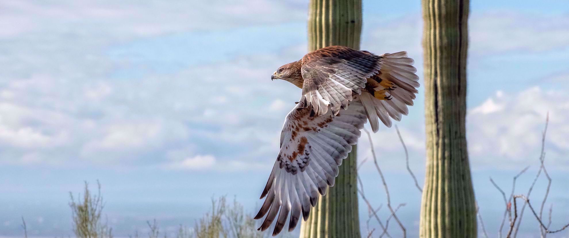 Hawk flying be a Saguaro Cactus Hawk flying be a Saguaro Cactus