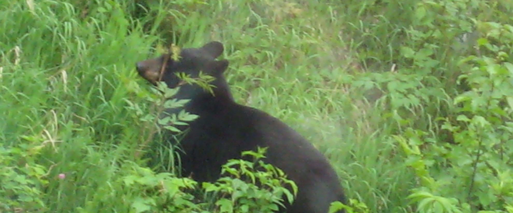 Picture of Alaska: Anchorage to Fairbanks