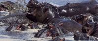 Hippos playing in the water at the Hippo pool in the Serengeti