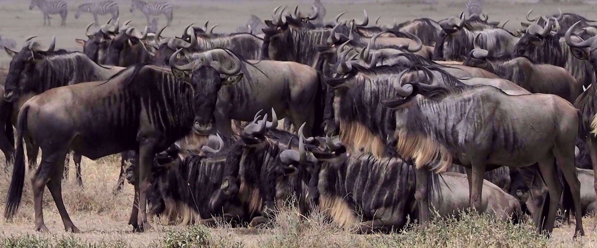 Wildebeest in the Serengeti