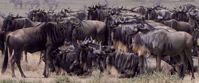Wildebeest in the Serengeti Wildebeest in the Serengeti
