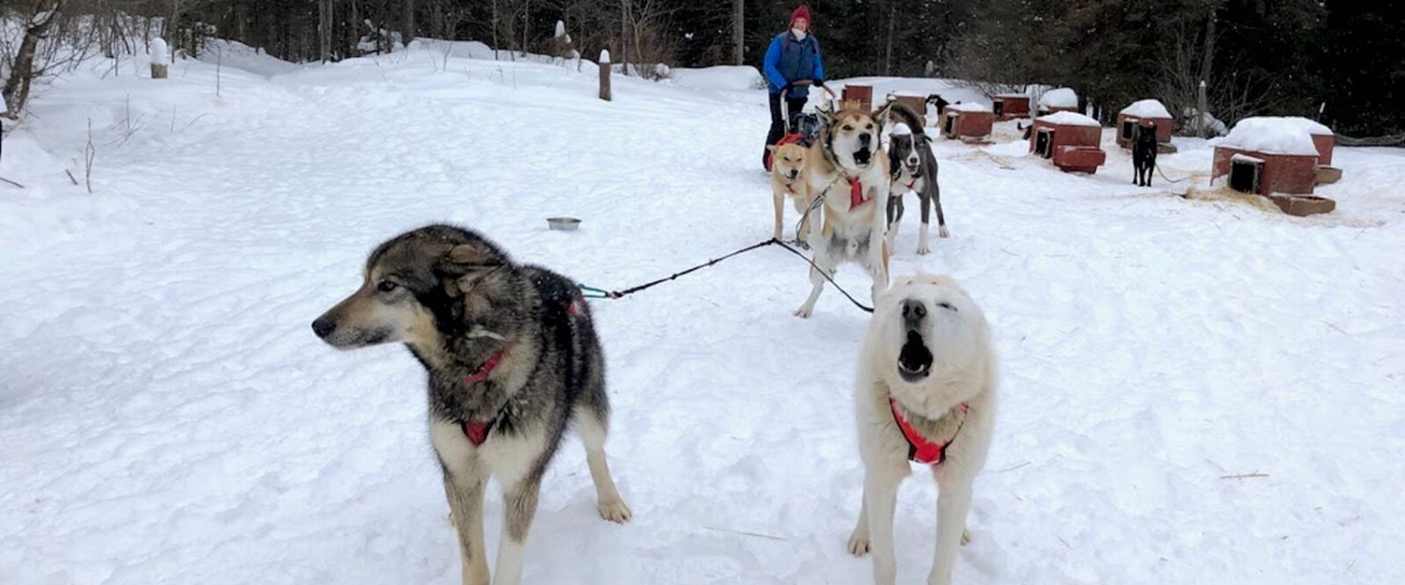 Pack of sled dogs pulling a happy participant on a sled. 
