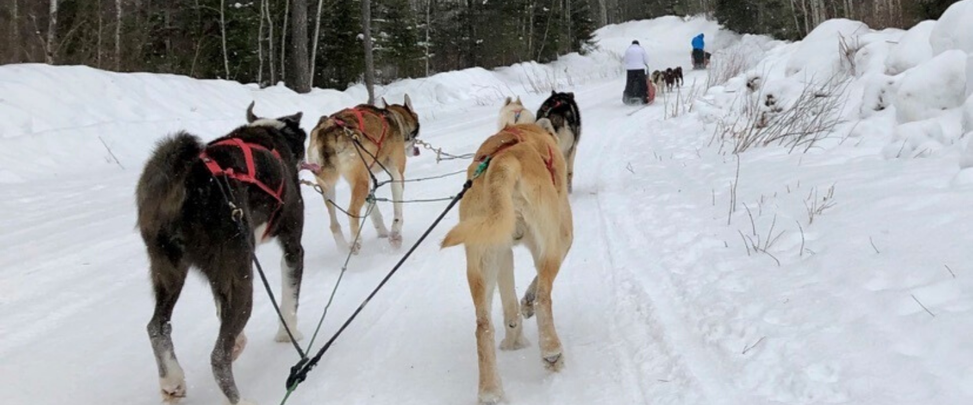 Sled dogs pulling AGC participant though the snowy tundra