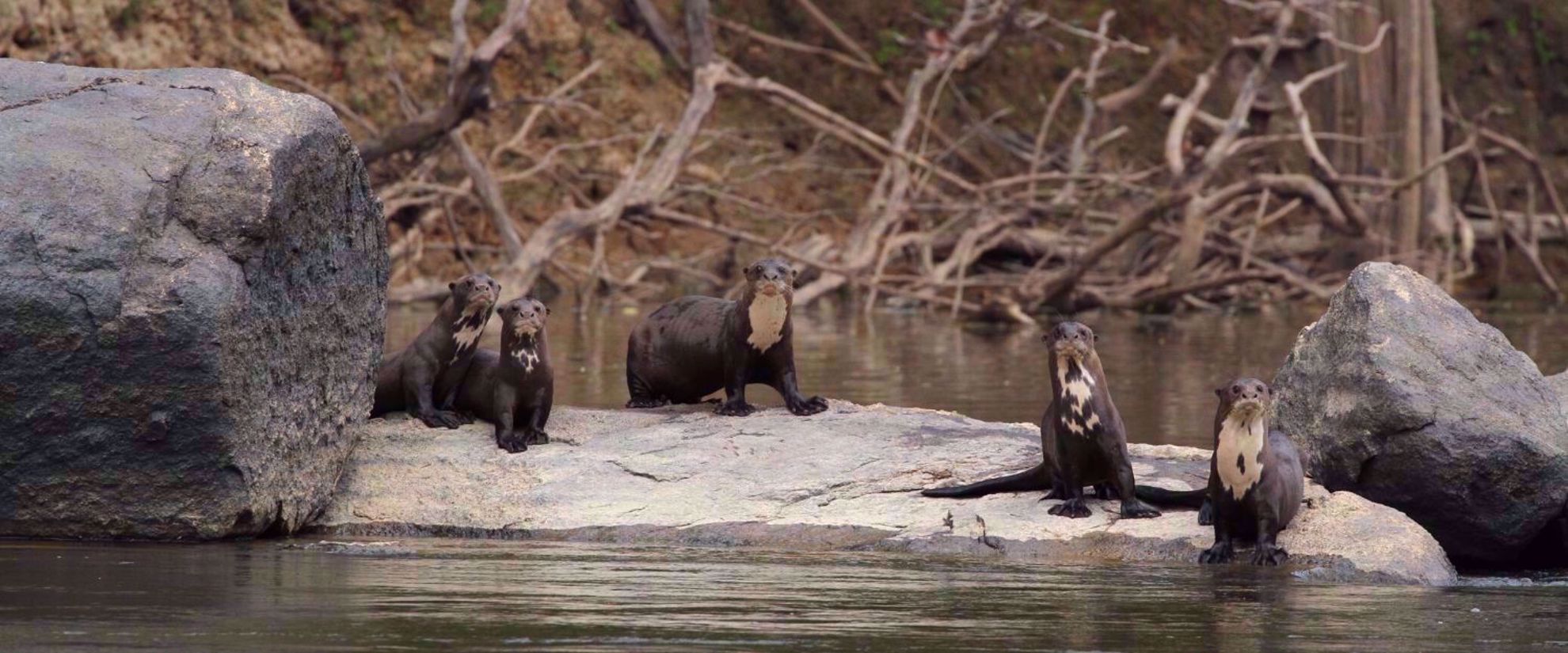 Giant River Otters of Guyana Family of Otters of Guyana