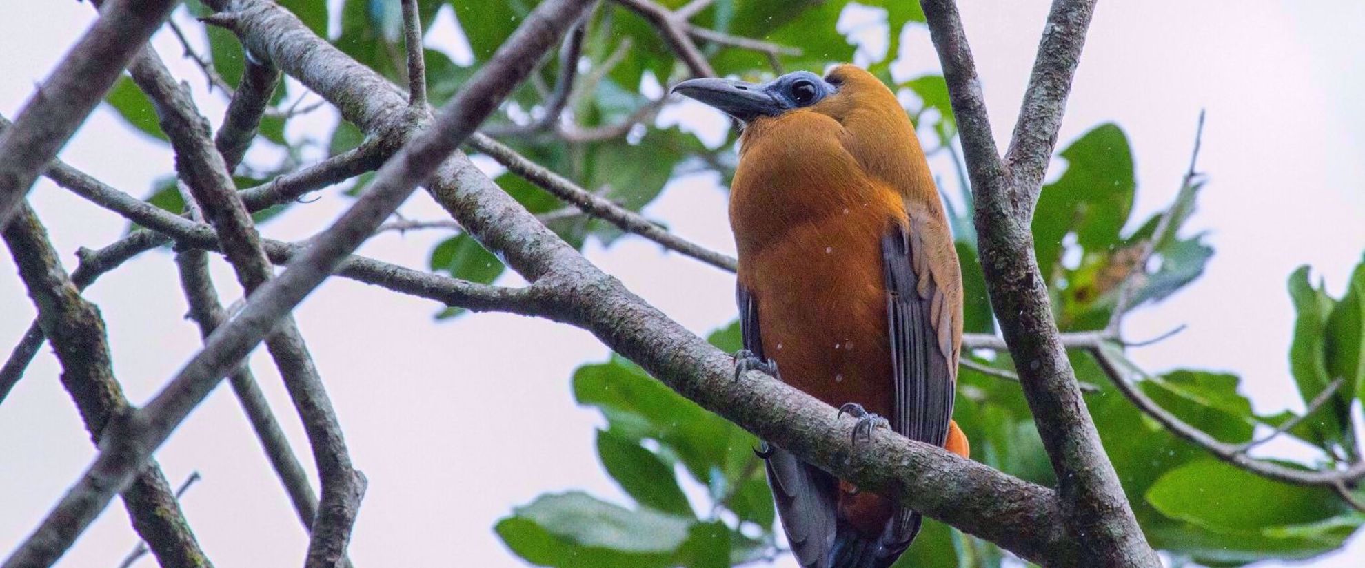 Capuchin bird in Guyana