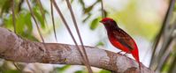 Guianan red cotinga in Guyana Guianan red cotinga in Guyana