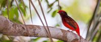 Guianan red cotinga in Guyana