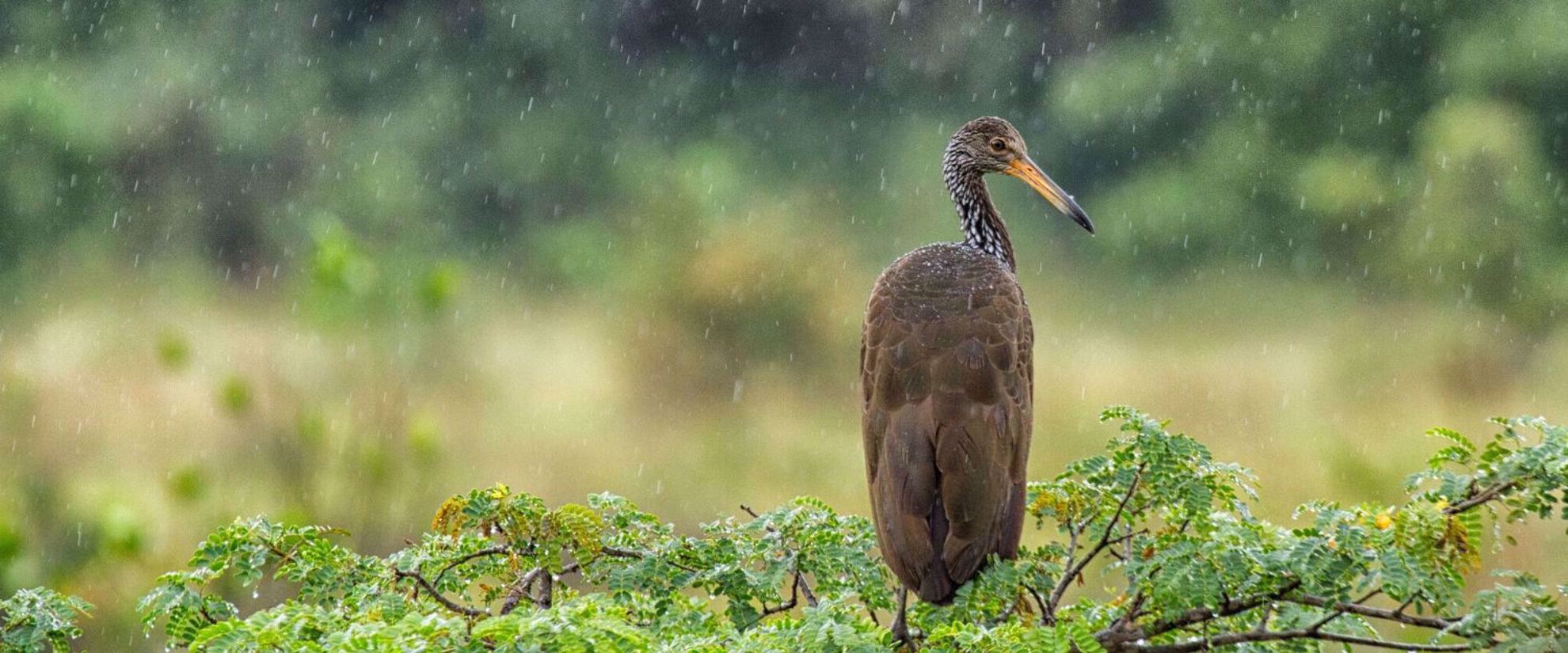 Limpkin in Guyana Limpkin in Guyana