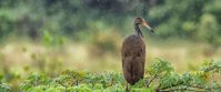 Limpkin in Guyana Limpkin in Guyana