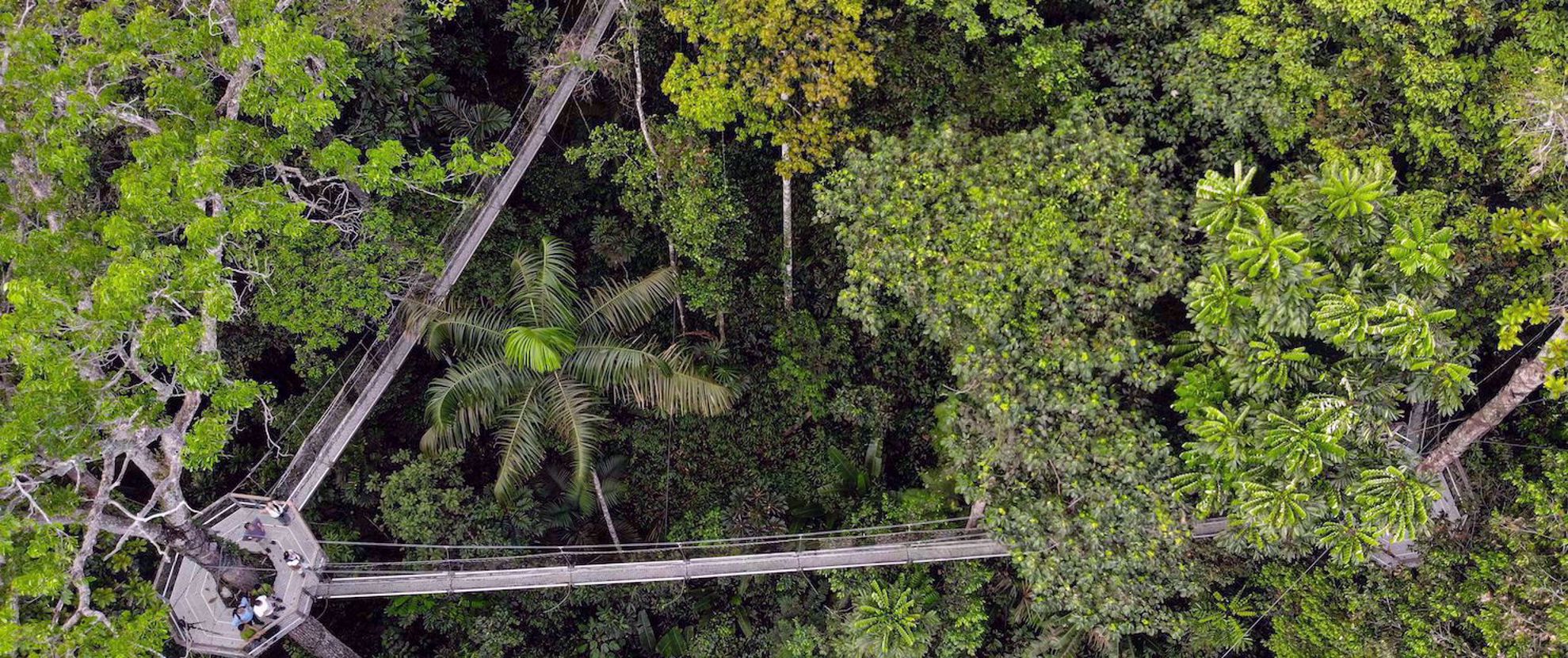 Iwokrama Canopy walkway in Guyana Iwokrama Canopy walkway in Guyana