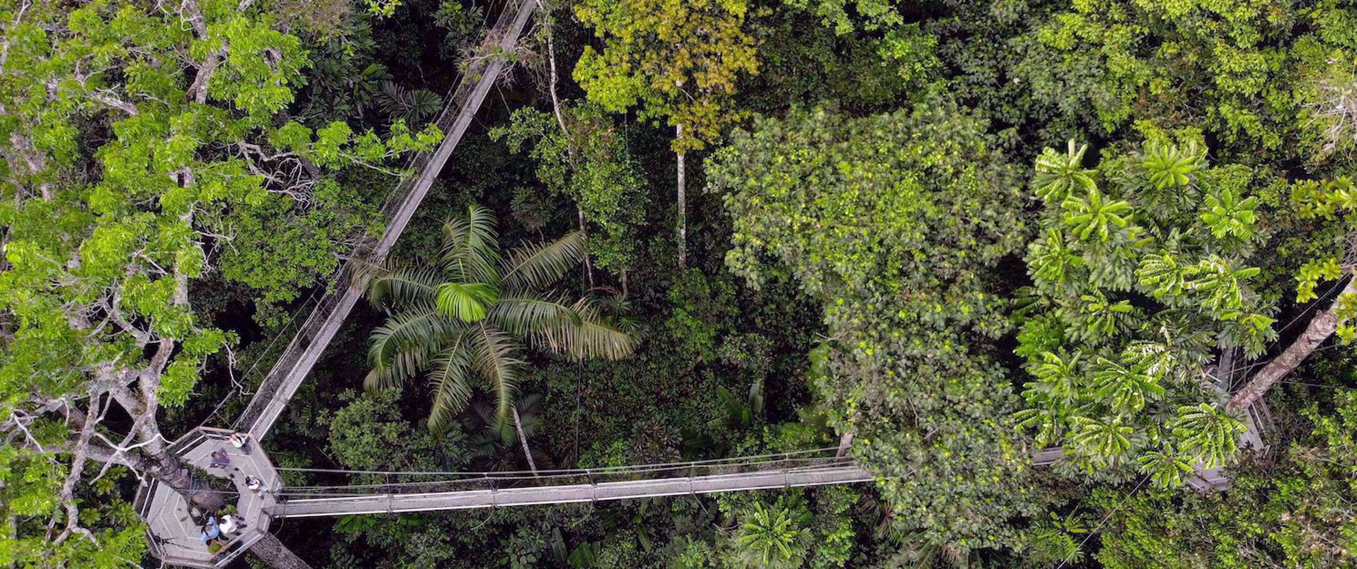 Iwokrama Canopy walkway in Guyana