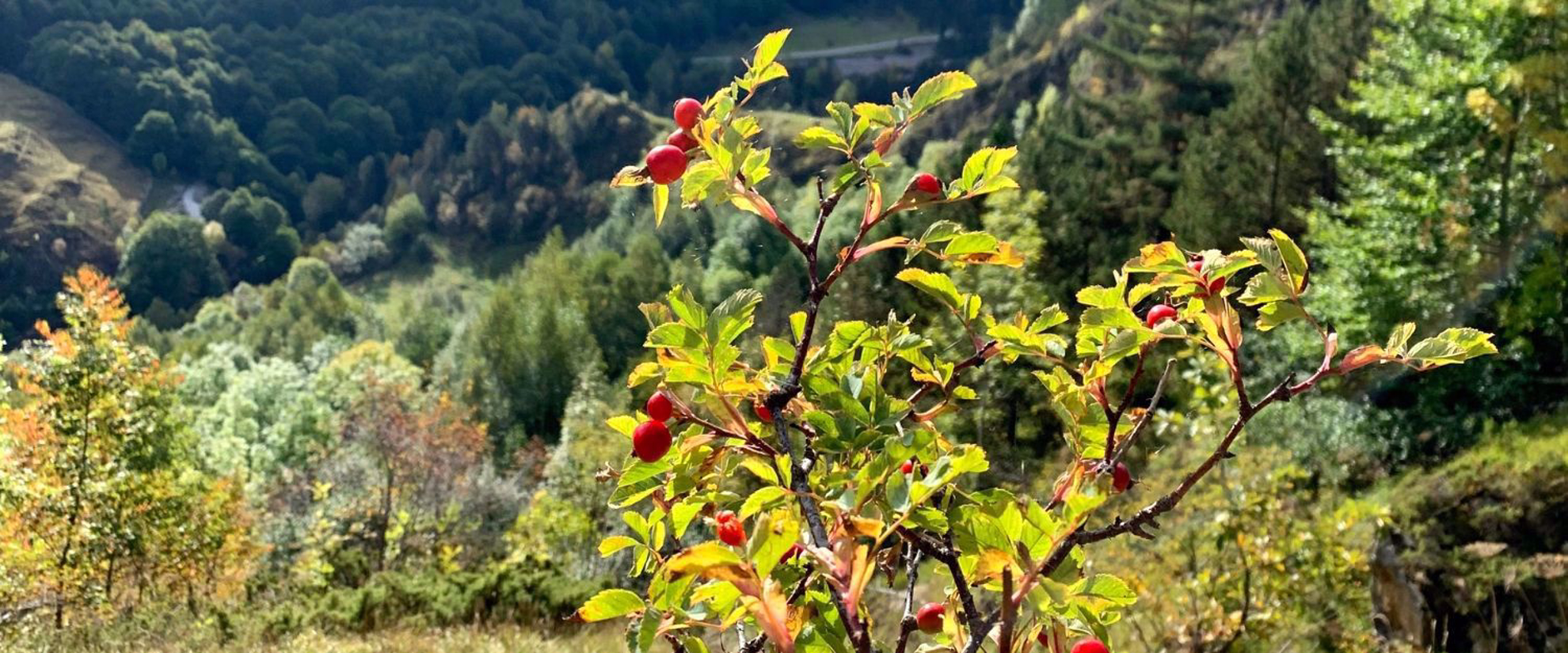 Flora of the French Pyrenees
