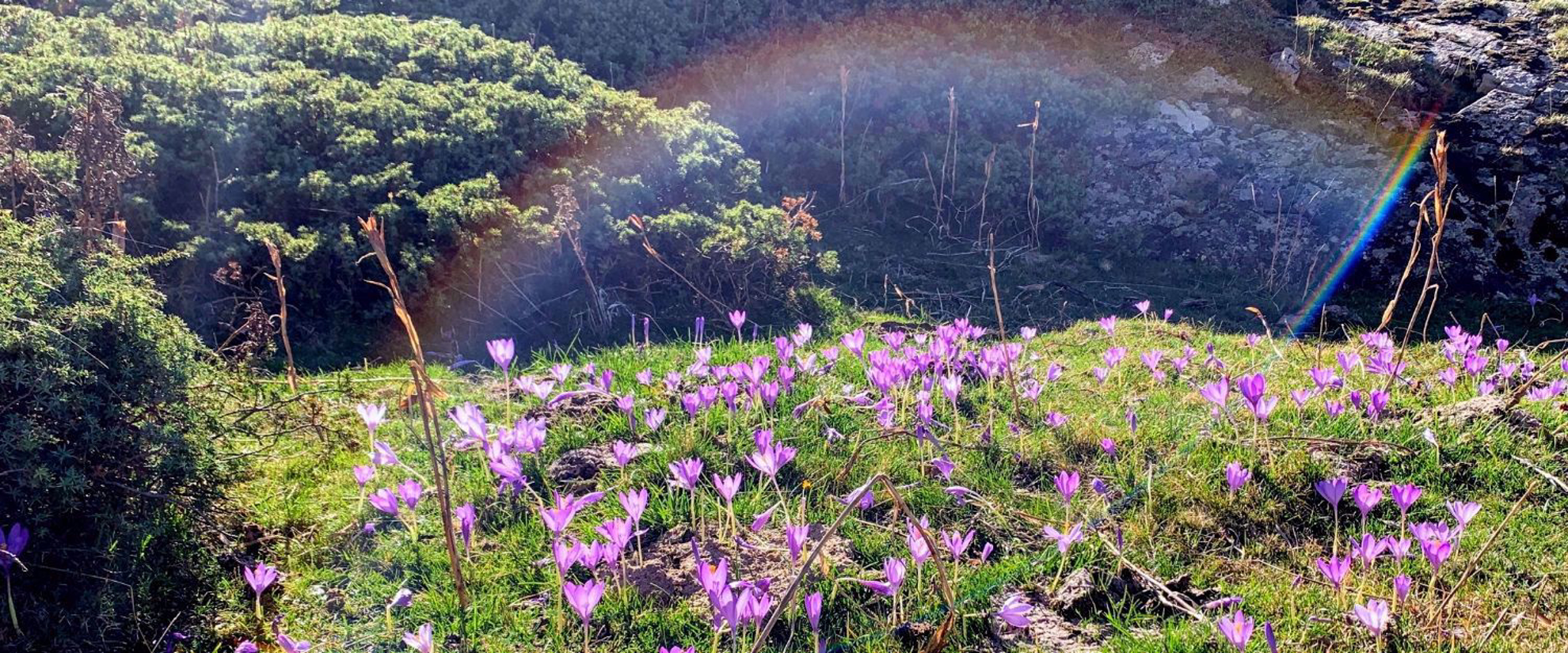 A field of flowers in the French Pyrenees