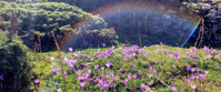 A field of flowers in the French Pyrenees