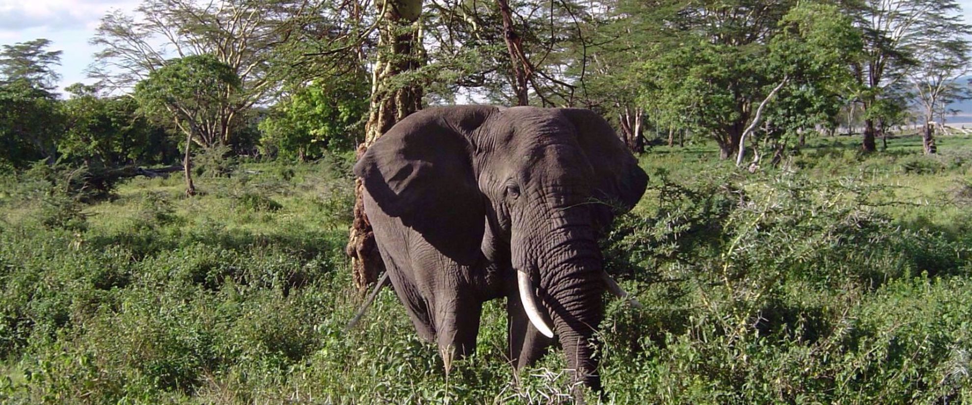 Picture of Kilimanjaro Climb and Safari elephant