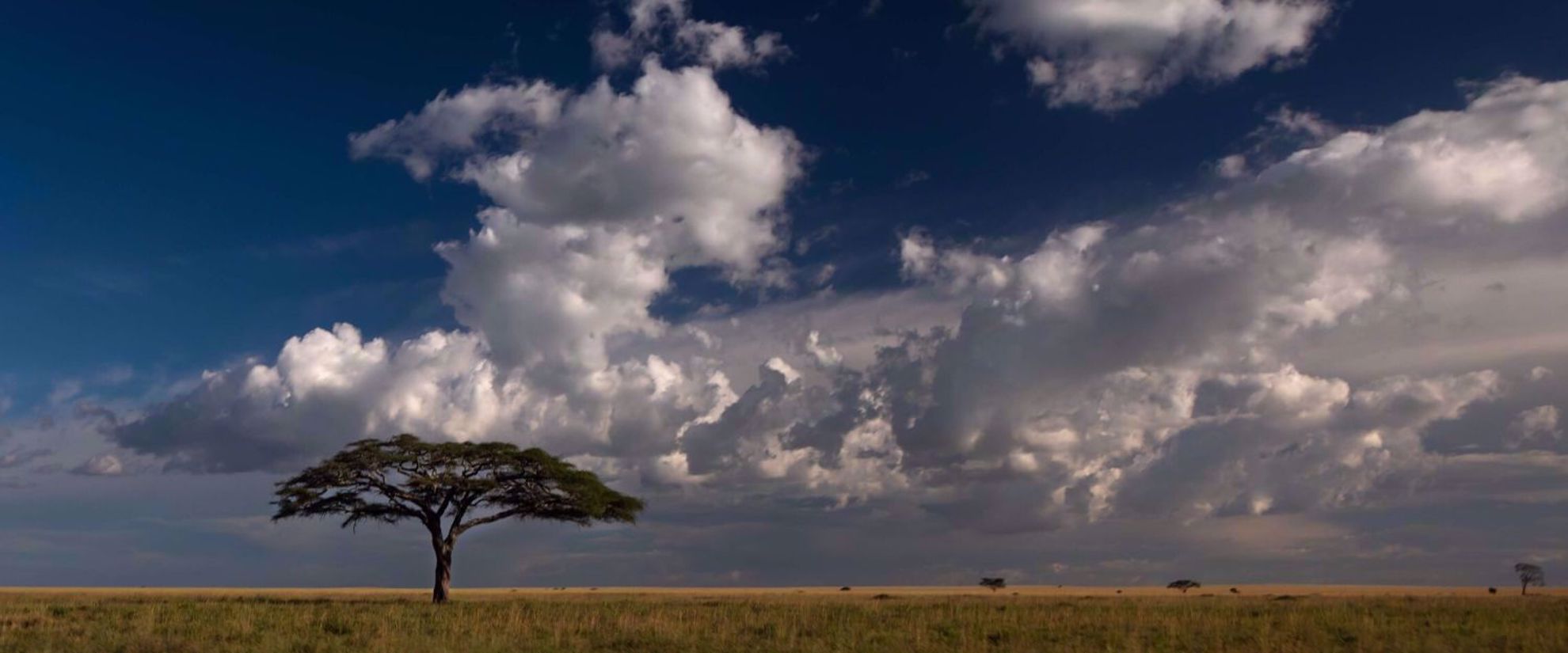 Tanzanian grassland