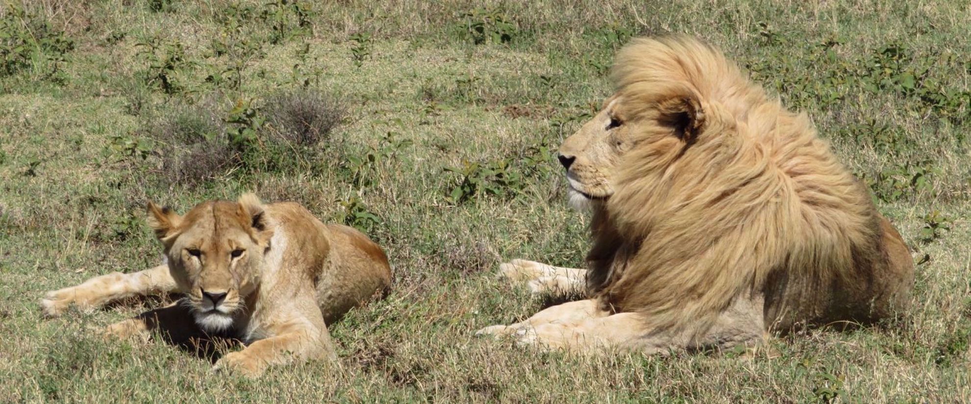 Lions in Tanzania 