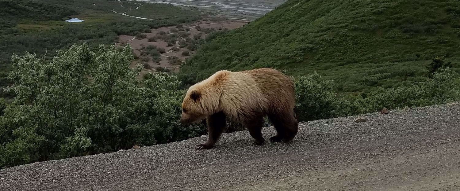 Picture of Alaska: Anchorage to Fairbanks