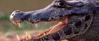 Picture of Wings and Wonders of Guyana - A Naturalist's Paradise Picture of Wings and Wonders of Guyana - A Naturalist's Paradise