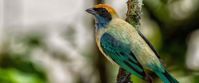 Small vibrant bird in Guyana