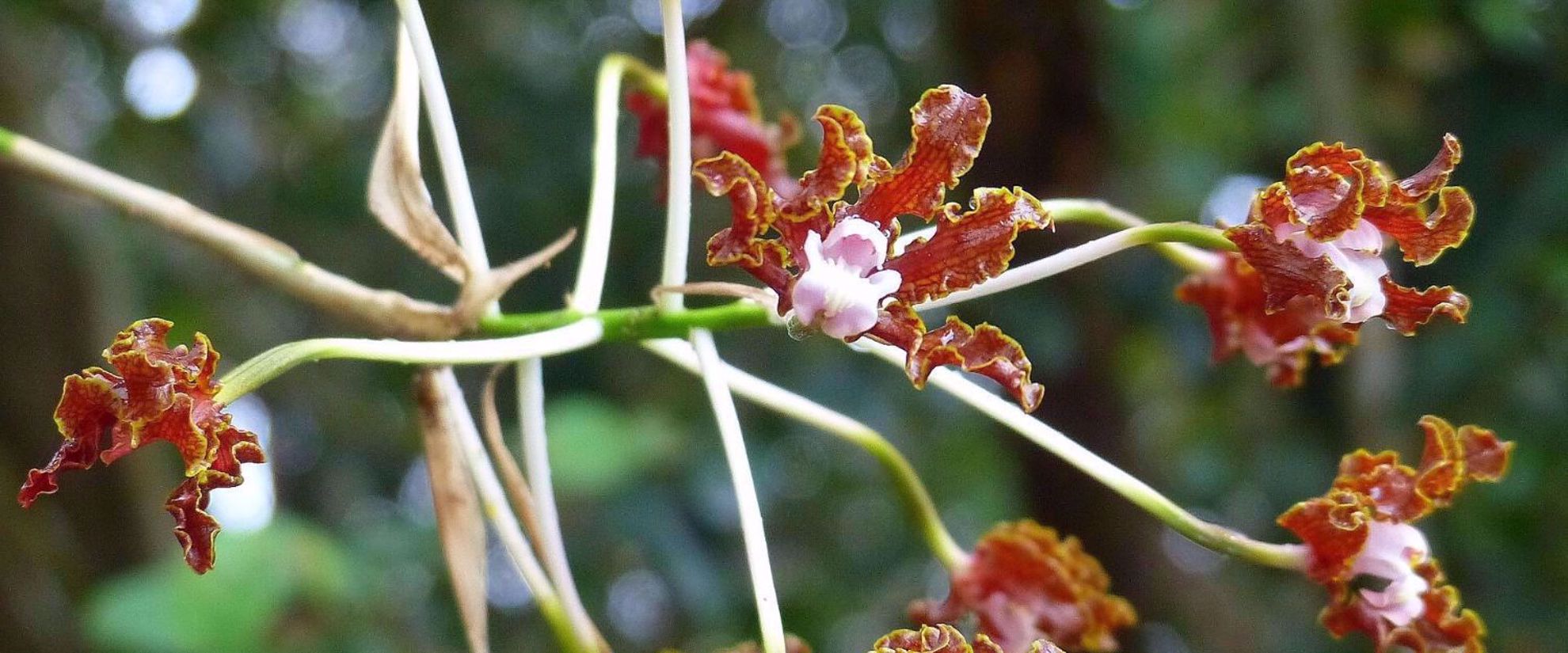 Guyana colorful orchid botany