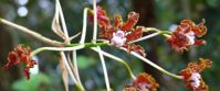 Picture of Wings and Wonders of Guyana - A Naturalist's Paradise Guyana colorful orchid botany