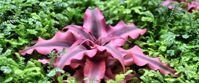 Colorful purple foliage in bed of green