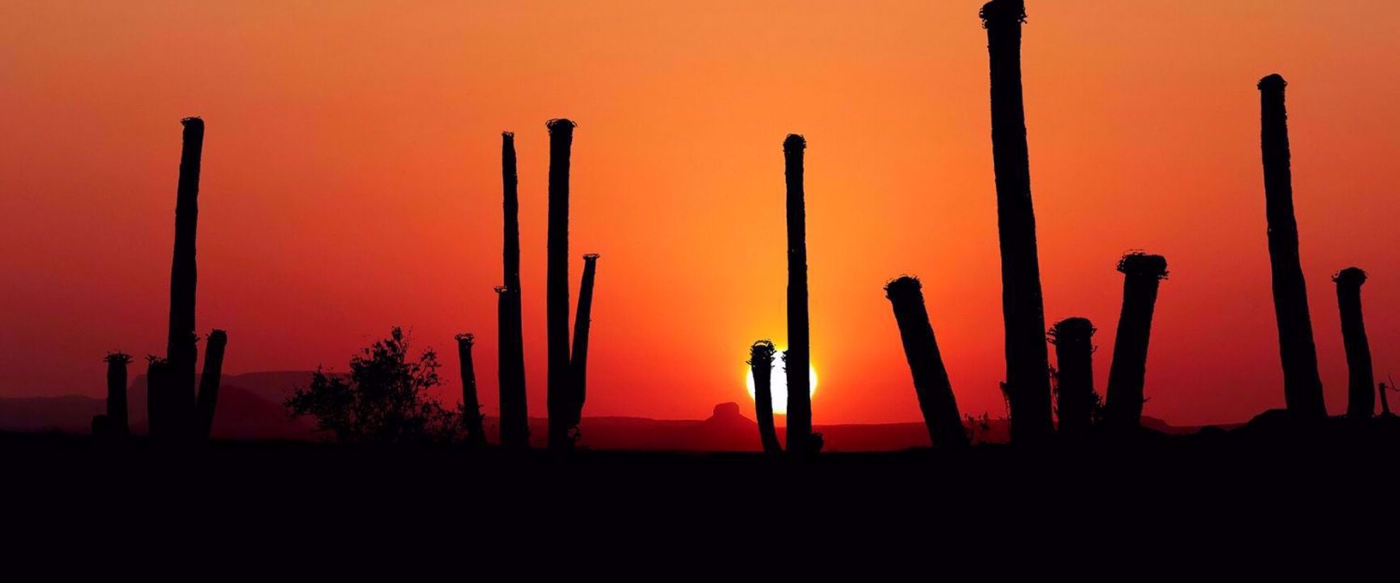 Picture of Arizona Sonoran Desert Sampler Sonoran dessert sunset