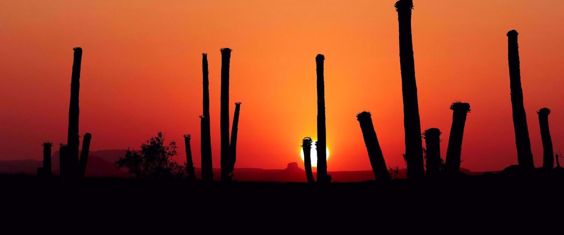 Sonoran dessert sunset